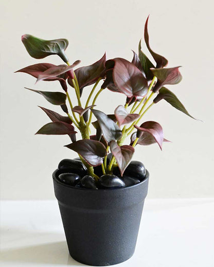 Fresh Artificial Pathos and Money Plant with Basic Pot | 7 inches