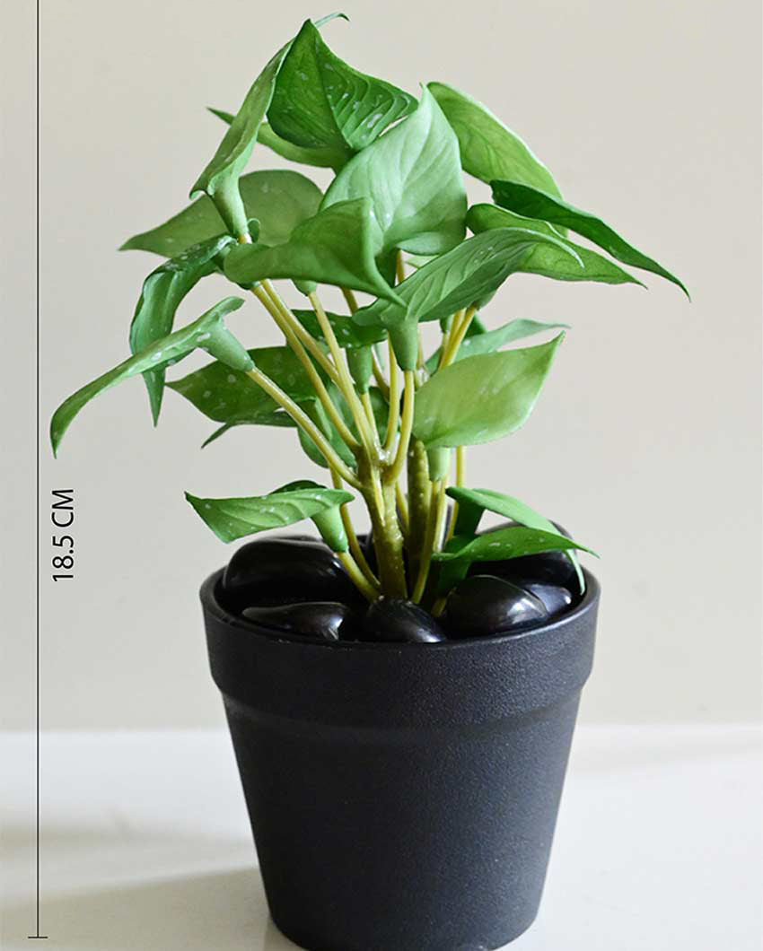 Fresh Artificial Pathos and Money Plant with Basic Pot | 7 inches