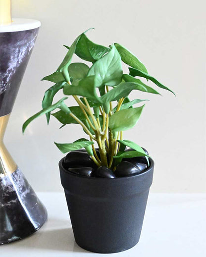 Fresh Artificial Pathos and Money Plant with Basic Pot | 7 inches