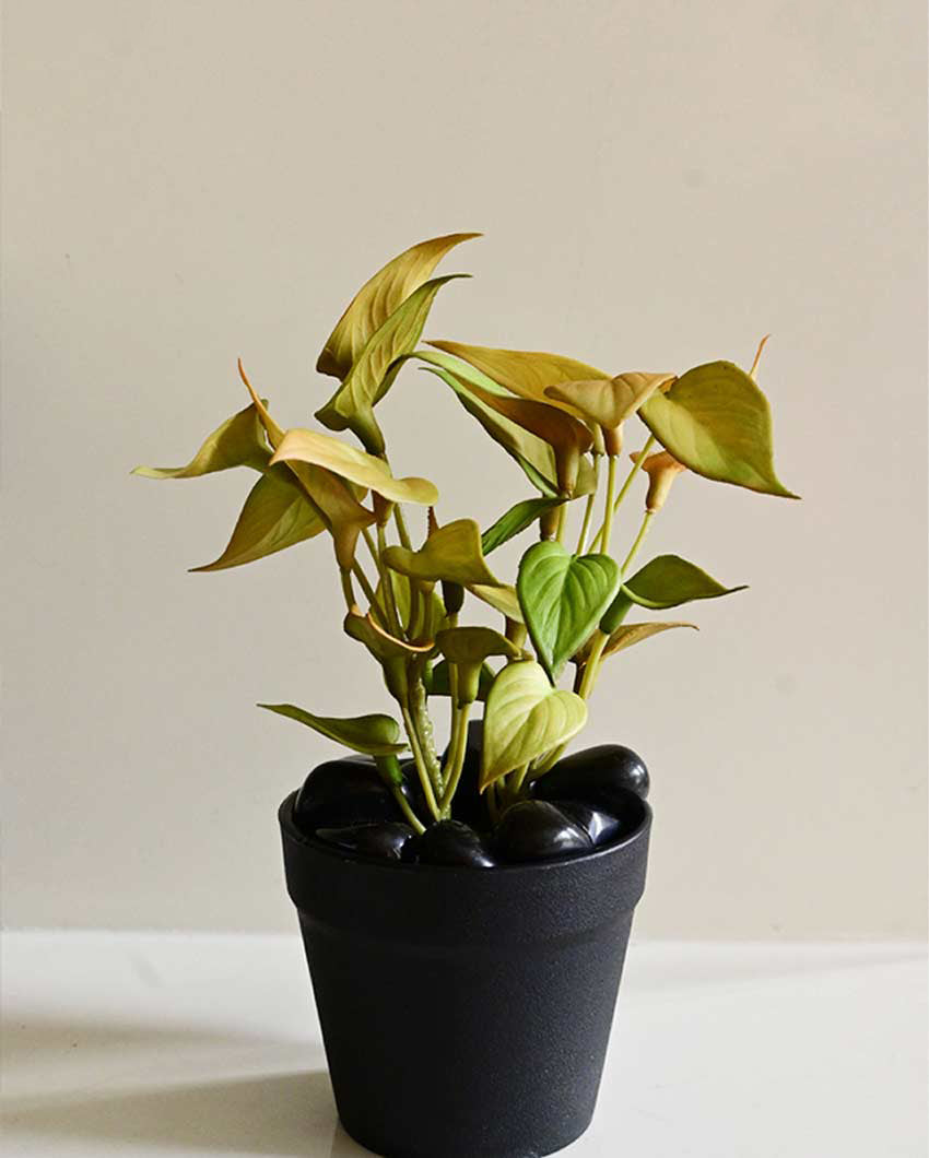 Fresh Artificial Pathos and Money Plant with Basic Pot | 7 inches