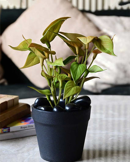 Fresh Artificial Pathos and Money Plant with Basic Pot | 7 inches