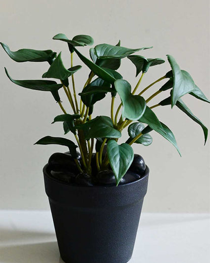 Fresh Artificial Pathos and Money Plant with Basic Pot | 7 inches