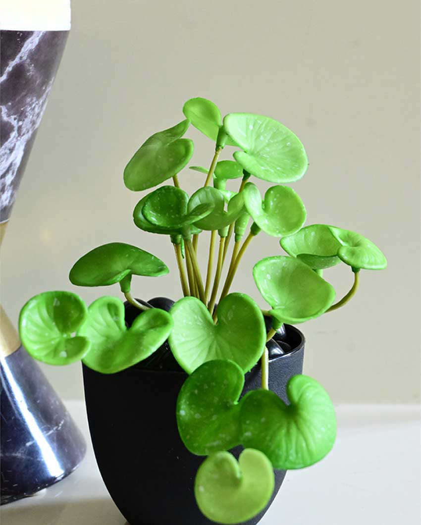 Charming Artificial Hydrocotyle Vulgaris Small Plant with Basic Pot | 6 inches