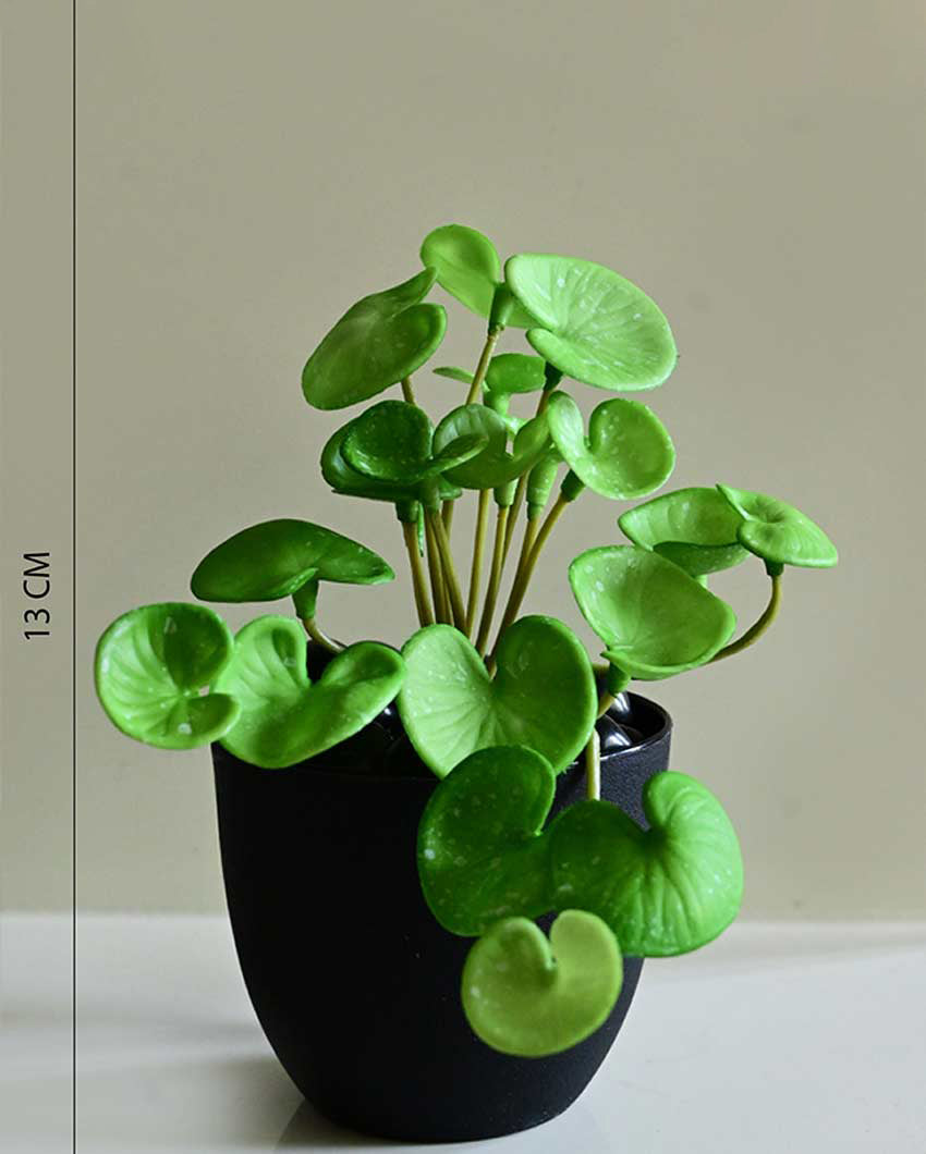 Charming Artificial Hydrocotyle Vulgaris Small Plant with Basic Pot | 6 inches