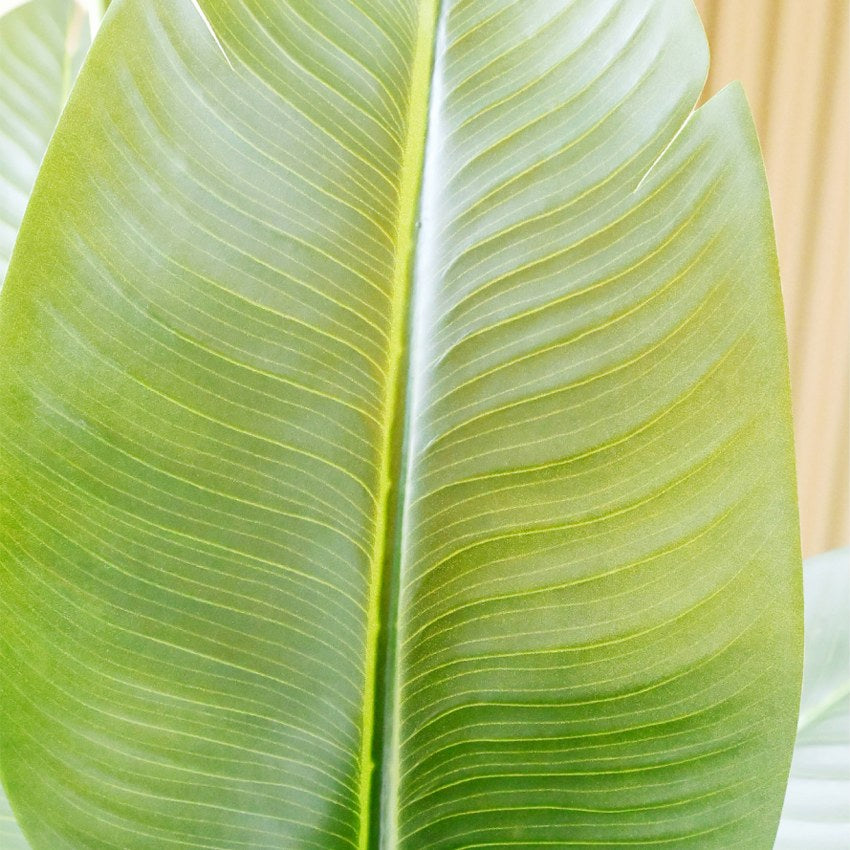 Faux Artificial Banana Leaf Greenery Plant With Pot | 7 Feet