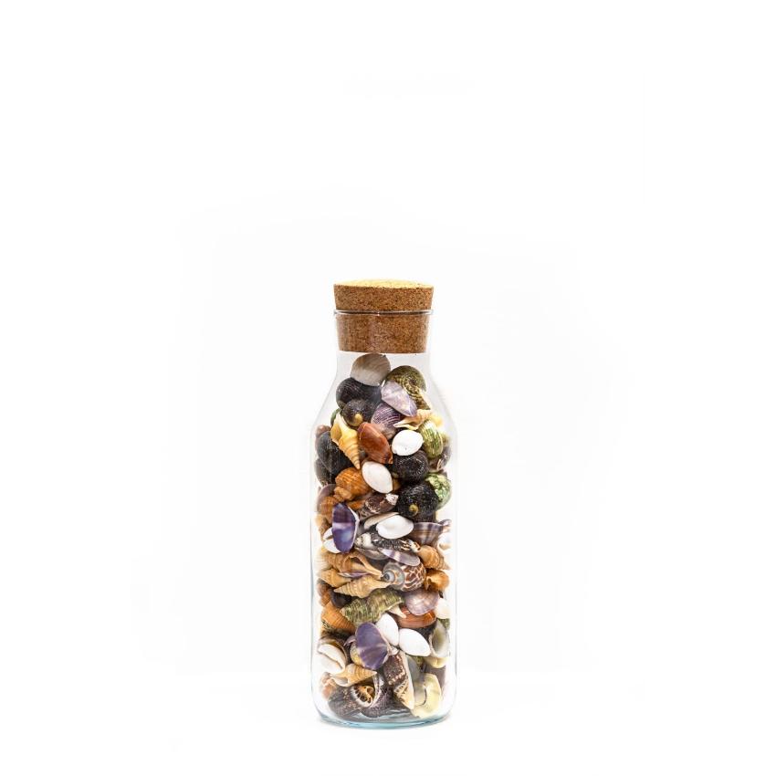 Premium Mix Multicolor Sea Shell Filled Glass Bottle Table Decoration | 4 x 11 inches