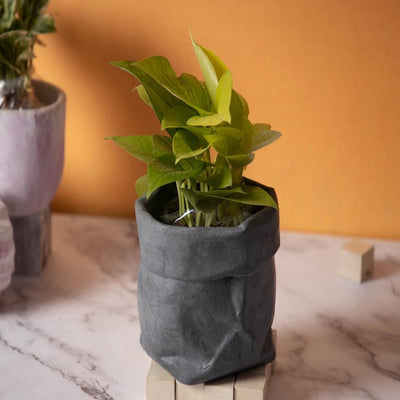 Textured Earthy Appeal Burlap Concrete Planter | 5 x 5 x 5 inches