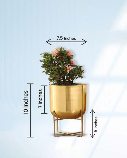 Olive Metal Planter with Stand | 8 x 10 inches | Plant not included