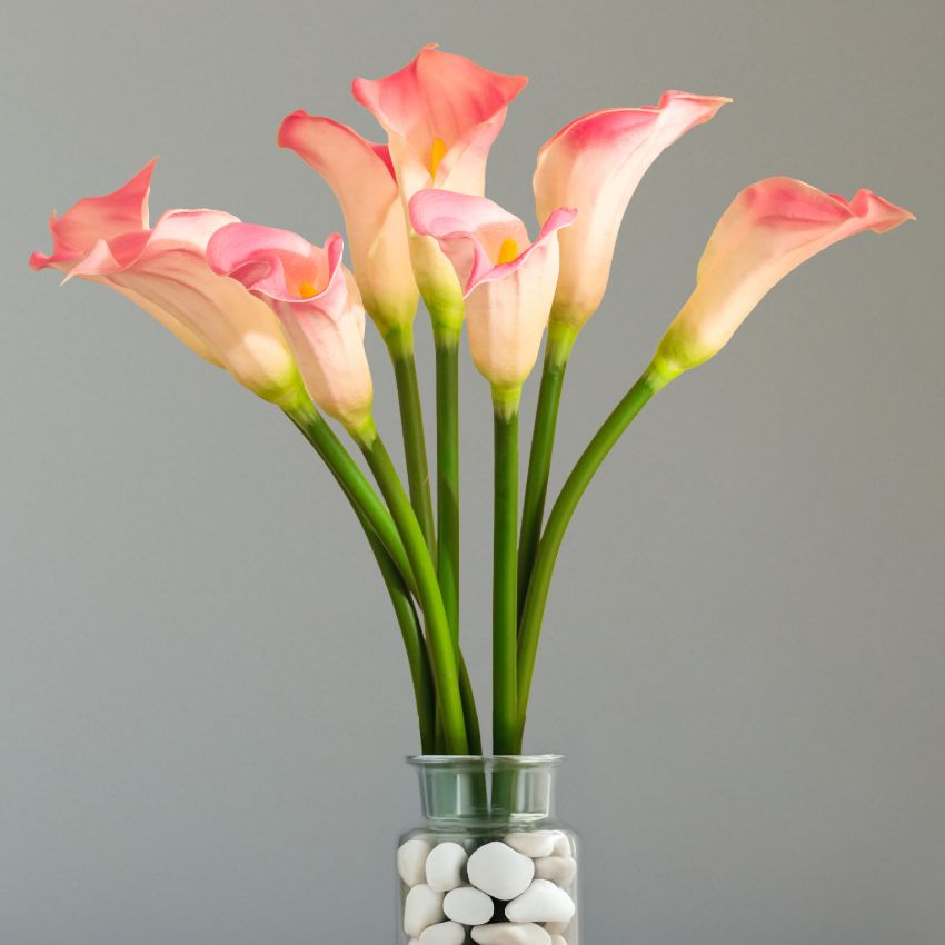 Elegant Calla Lily Flower Sticks Without Vase | Set of 5 | 2.2 Feet