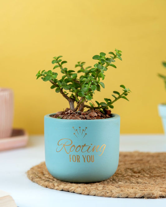 Rooting For You Terracotta Planter