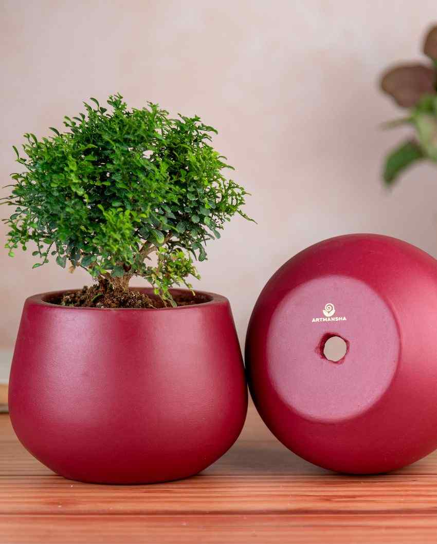 Minimal Maroon Terracotta Planter