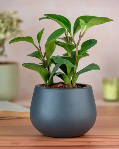 Teal Beautiful Minimal Terracotta Planter