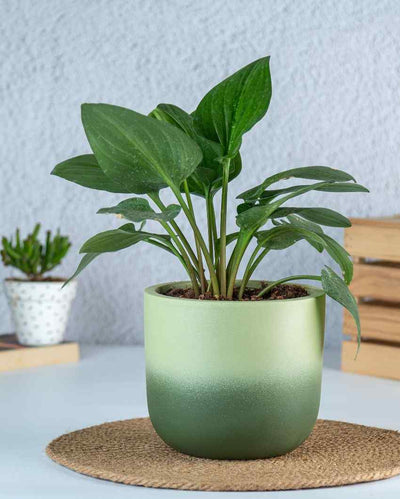 Green Caryo Shaded Terracotta Planter