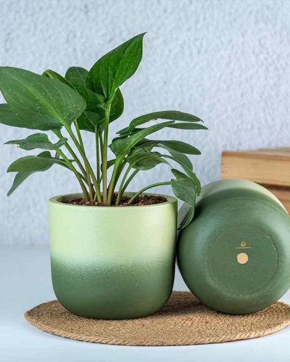 Green Caryo Shaded Terracotta Planter
