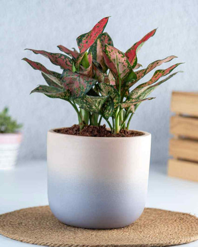 Mutlicolor Caryo Shaded Terracotta Planter