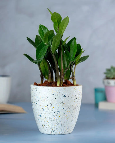 White Galaxy Terracotta Pot