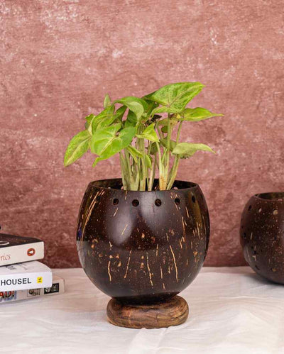 Coconut Shell Planter With Wooden Base