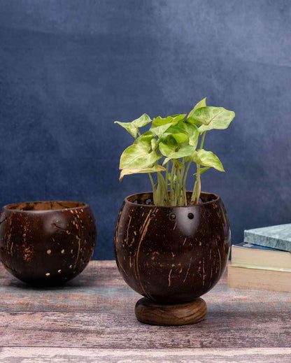 Coconut Shell Planter With Wooden Base