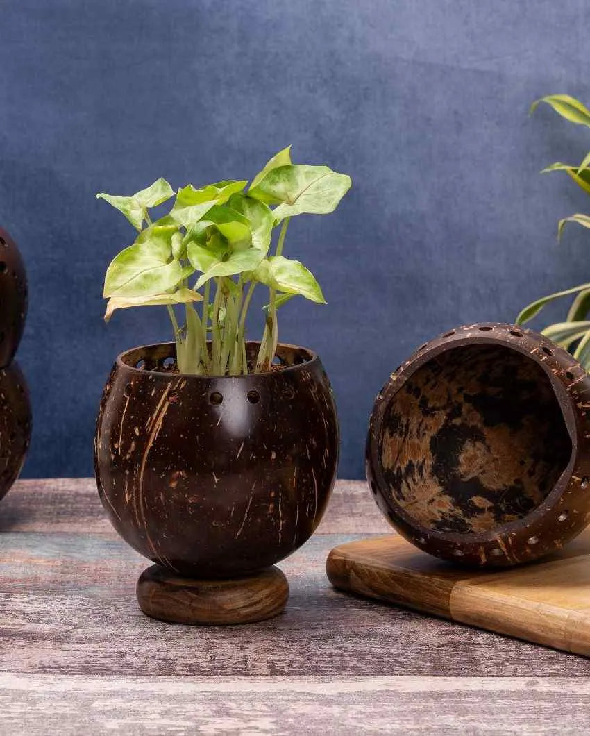 Coconut shell deals pattern planters