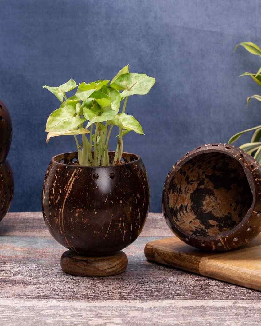 Coconut Shell Planter With Wooden Base