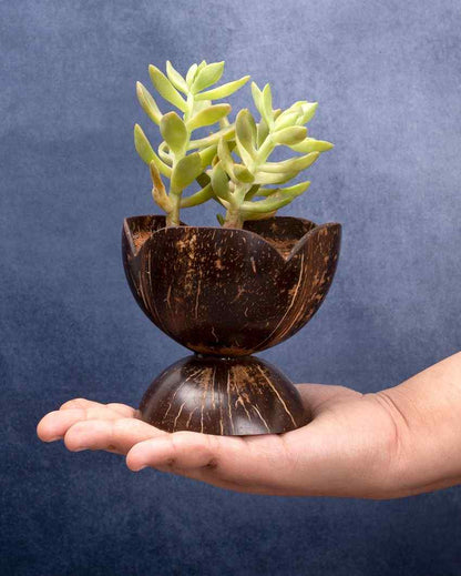 Coconut Shell Tiny Succelent Pot