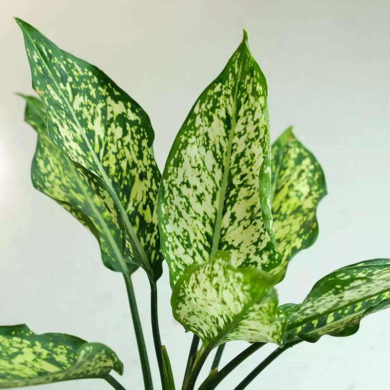 Aglaonema Colorful Plants Bundle Default Title