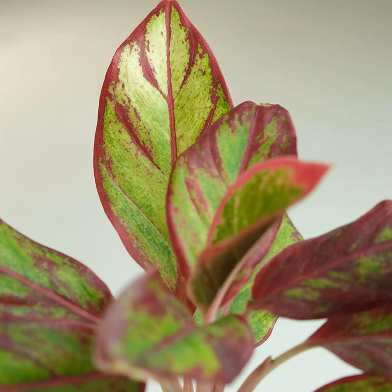 Aglaonema Colorful Plants Bundle Default Title