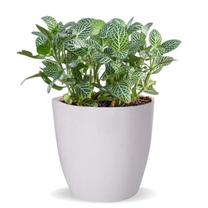 Modern Artistry Ceramic Planter Pot 5 Inches