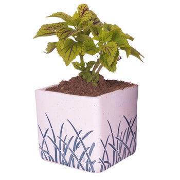 Trendy Ceramic Planter Pot | 4 Inches Default Title