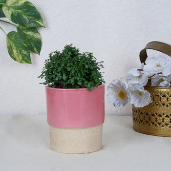 Handcrafted Ceramic Planter Pot | 4 Inches Pink