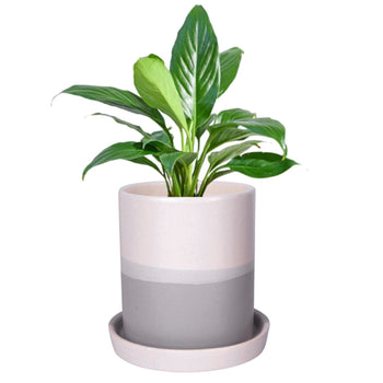 Premium Quality Ceramic Planter Pot | 4 Inches Grey
