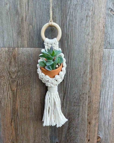 Rustic Cotton Cord Succulent Plant Hanging | 9 x 4 inches