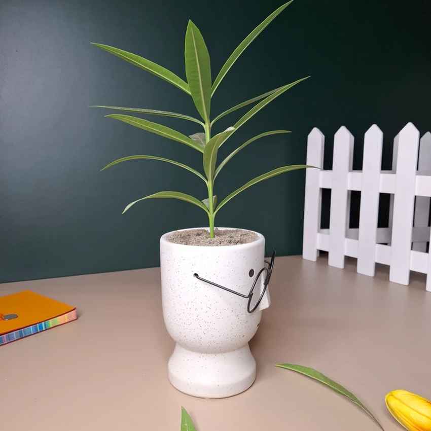 Artistic Ceramic Librarian Planter Pot Without Plant | 4 x 6 inches