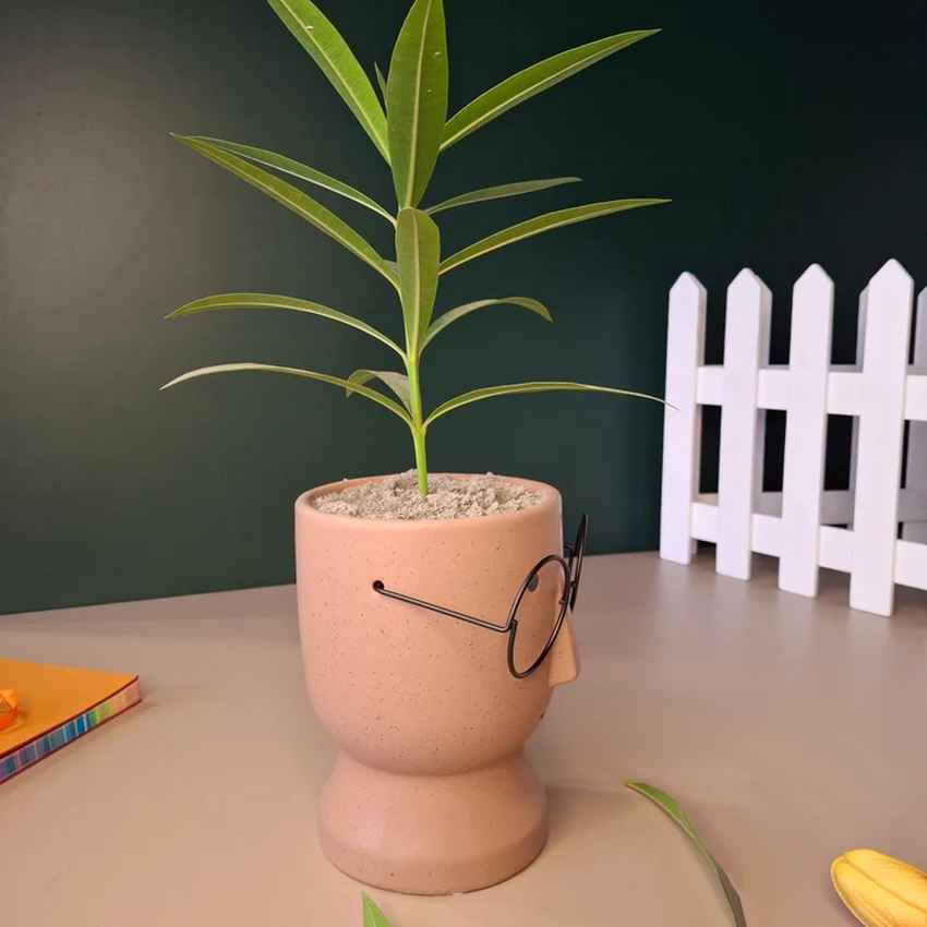 Artistic Ceramic Librarian Planter Pot Without Plant | 4 x 6 inches