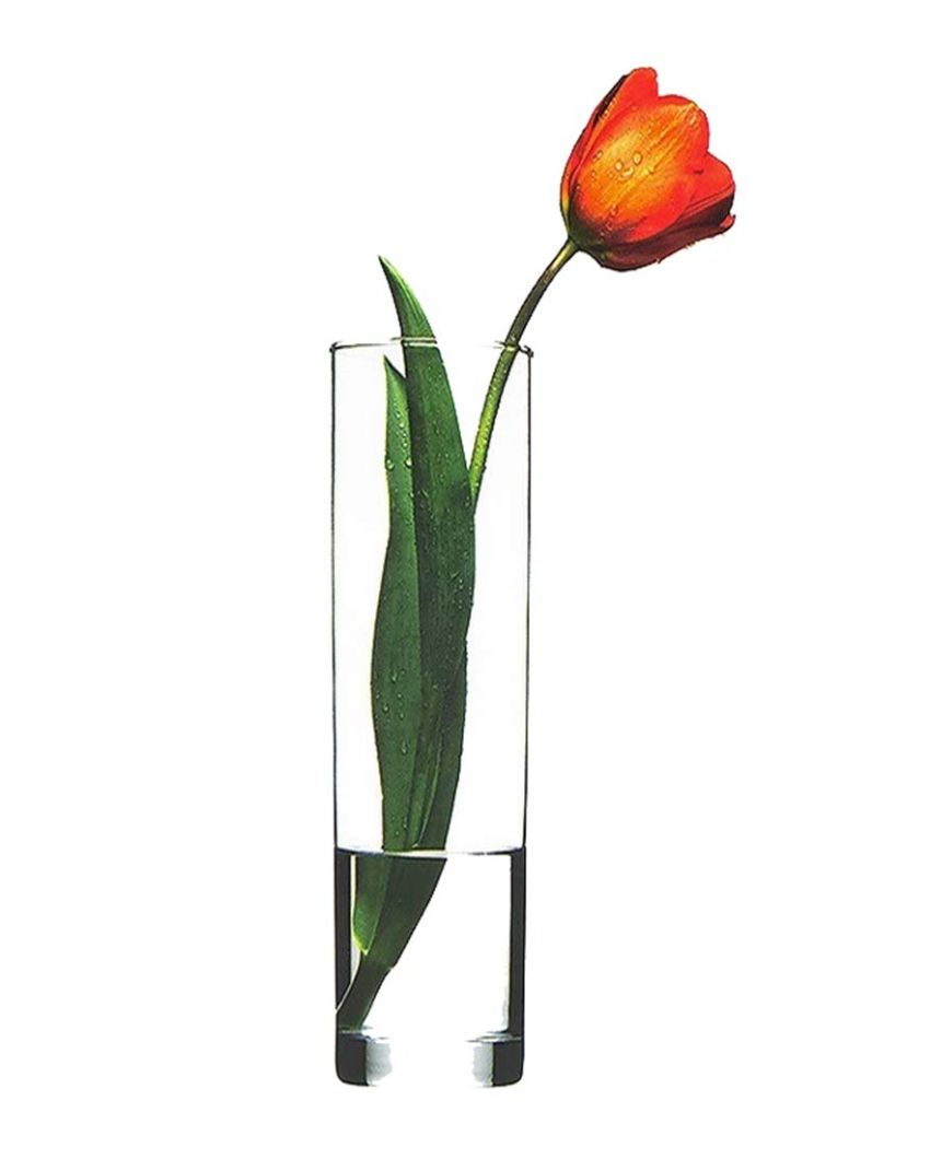 Clear Visions Glass Vase | 3 x 12 inches