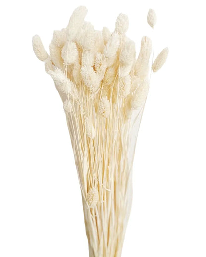 Phalaris White Flower Bunch | Set of 30 Stems