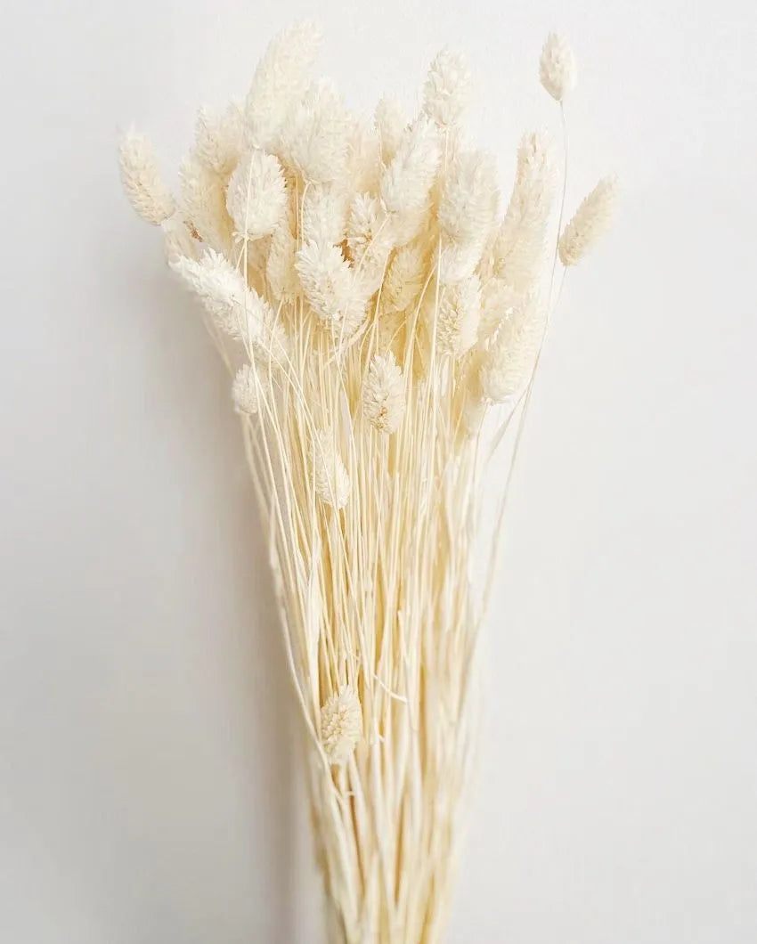 Phalaris White Flower Bunch | Set of 30 Stems