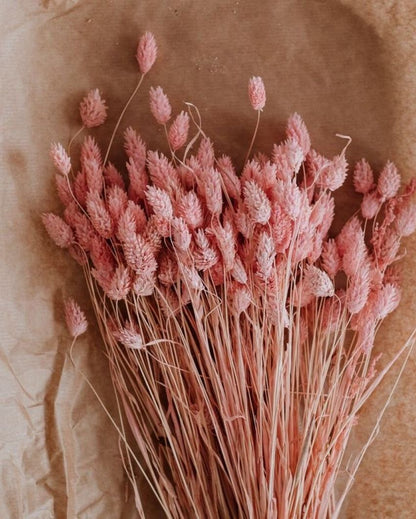 Phalaris Pink Flower Bunch | Set of 30 Stems