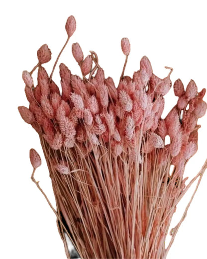 Phalaris Pink Flower Bunch | Set of 30 Stems