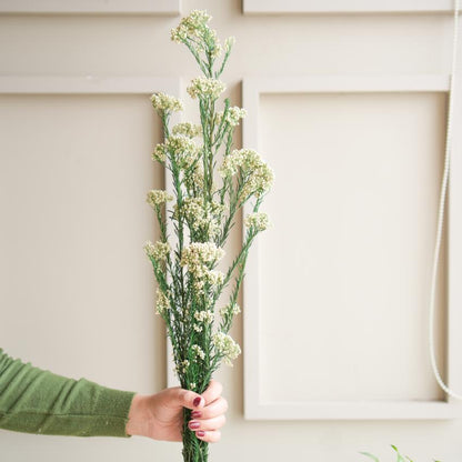 Elegant White Dried Flower | 28 x 4 x 6 inches