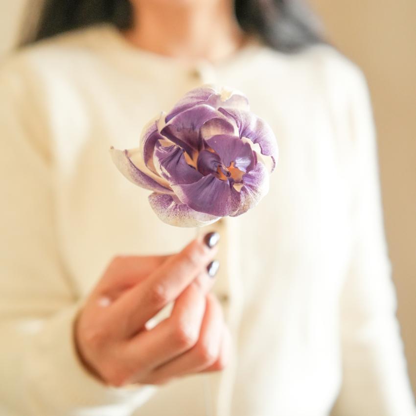 Majestic Dual Shade Sola Peony Purple & White Dried Flower | 28 x 4 x 6 inches