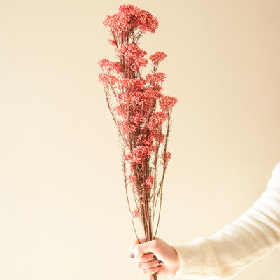 Romantic Dark Pink Dried Flower | 28 x 4 x 6 inches