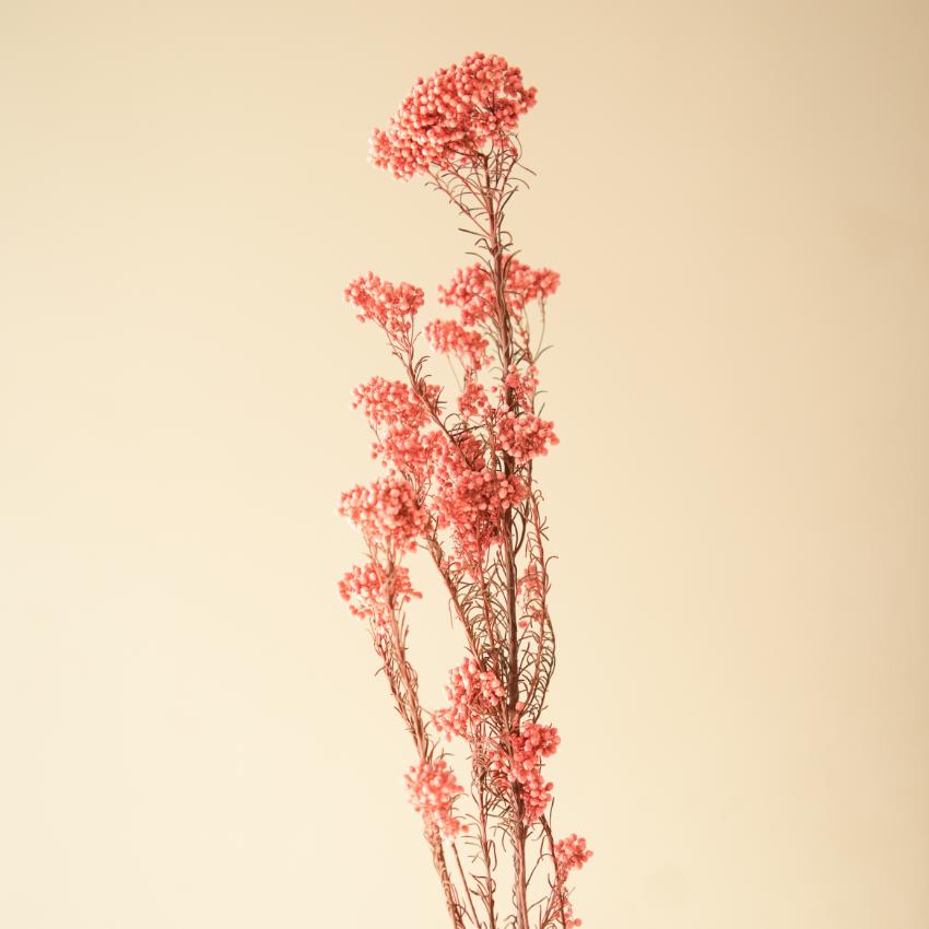 Romantic Dark Pink Dried Flower | 28 x 4 x 6 inches