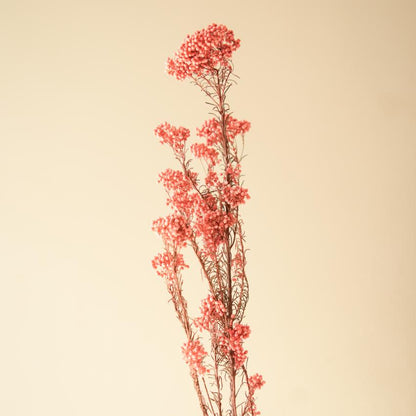 Romantic Dark Pink Dried Flower | 28 x 4 x 6 inches