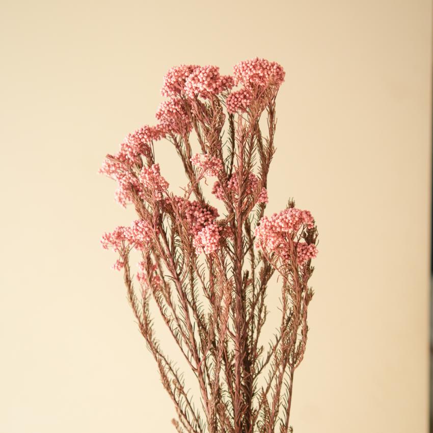 Elegant Light Pink Dried Flower | 28 x 4 x 6 inches