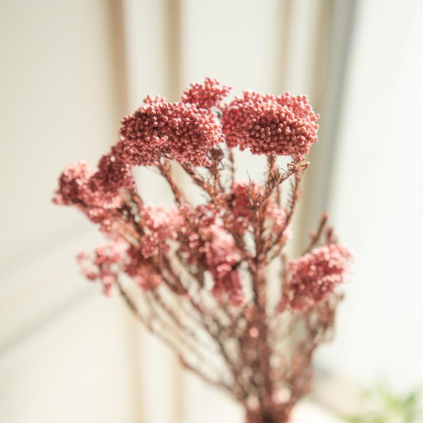 Elegant Light Pink Dried Flower | 28 x 4 x 6 inches