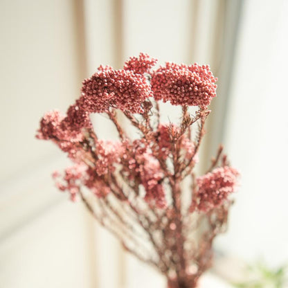 Elegant Light Pink Dried Flower | 28 x 4 x 6 inches