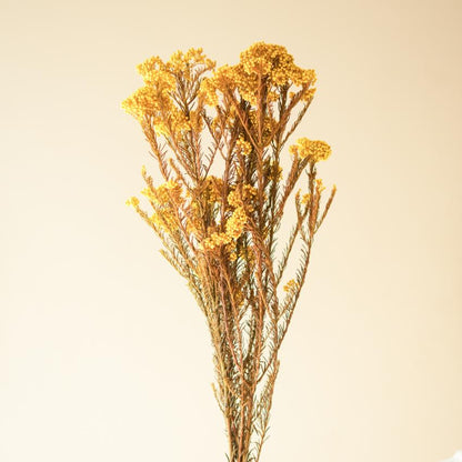 Elegant Bright Yellow Dried Flower | 28 x 4 x 6 inches