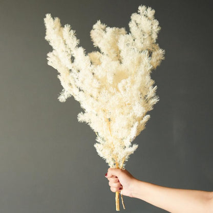 Snowy Asparagus Fern White Dried Flower without Vase | 28 x 4 x 6 inches