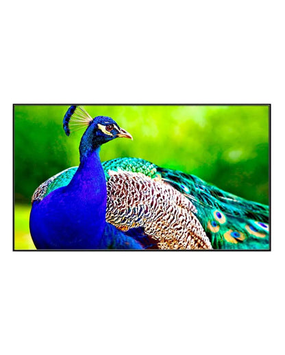 Beautiful Peacock Floating Framed Canvas Wall Painting 24x12 inches